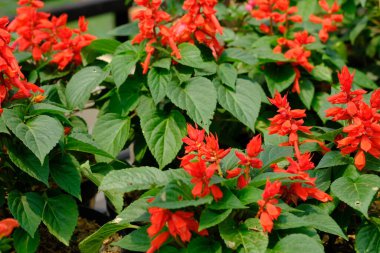 Bahçedeki kırmızı çiçekler