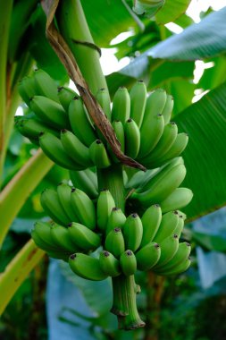 Lady Finger bananas are diploid cultivars of Musa acuminata. 