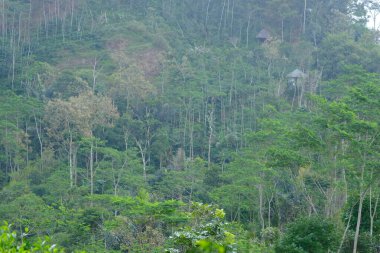 Dağlardaki yeşil orman
