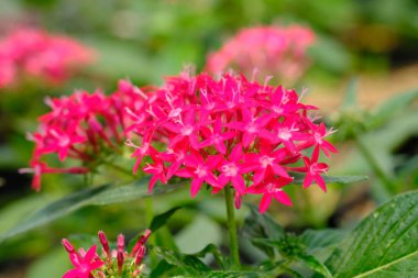 Bahçedeki güzel pembe çiçekler