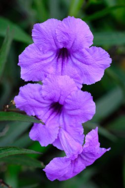 Bahçedeki güzel mor çiçekler