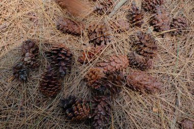 pine needles and cones, natural background