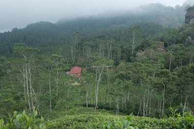 farm and  farm fields on mountain slopes and hills in tropics 