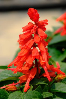 güzel kırmızı çiçekleri yakın çekim