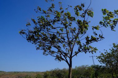 view of a tree on blue sky background 