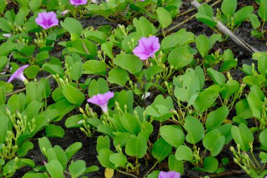 Ipomoea pes-caprae, also known as bayhops, bay-hops, beach morning glory or goat's foot