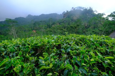 Tea plantation. Camellia sinensis is a tea plant, a species of plant whose leaves and shoots are used to make tea. Camellia sinensis. Pucuk daun teh.