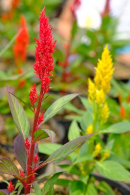 Bahçede güzel kırmızı ve sarı çiçekler