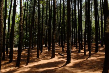 view of beautiful forest in the morning