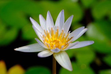 Nymphaea alba, the white waterlily, European white water lily or white nenuphar, is an aquatic flowering plant in the family Nymphaeaceae. Nature concept background