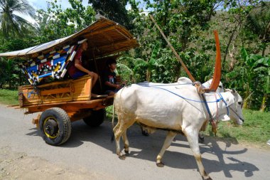 Yogya, Indonesia - August 22, 2021: Ox-drawn cart running on country road. Yogyakarta's traditional cart made of wood and bamboo, pulled by a cows. These carts are used to carry agricultural products.
