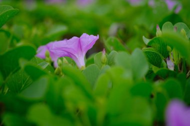 Ipomoea pes-caprae, also known as bayhops, bay-hops, beach morning glory or goat's foot