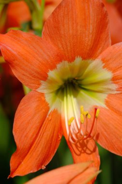 Close up of orange blooming amaryllis flower
