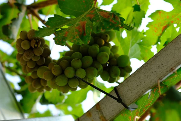 Зеленый Виноград Растущий Винограднике — стоковое фото