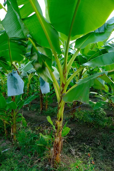 Банановая Плантация Тропиках Неспелые Золотые Бананы Висят Стволе Банана Зеленый — стоковое фото