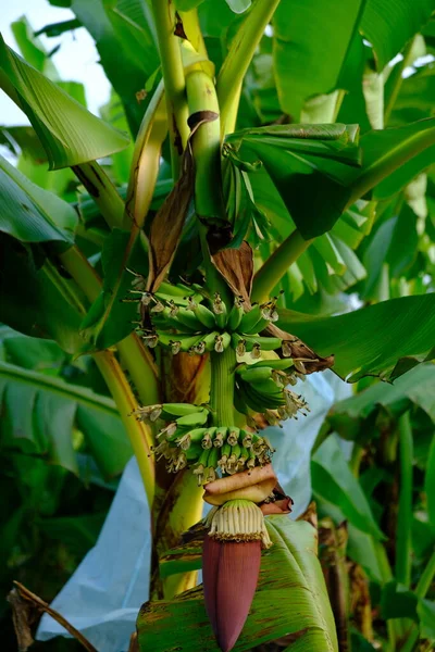 Банановое Дерево Растущее Саду — стоковое фото