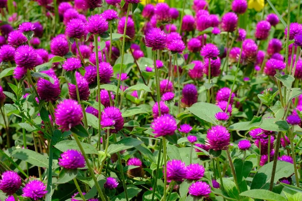 Knob flowers garden. Gomphrena globosa. This plant is an annual herb, and is generally used as an ornamental plant and can be used as a flower tea. Selective focus. Bunga kenop. Edible flowers
