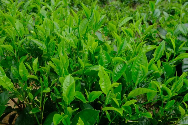 Tea plantation. Camellia sinensis is a tea plant, a species of plant whose leaves and shoots are used to make tea. Camellia sinensis. Pucuk daun teh.