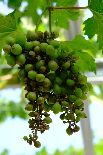 Зеленый Виноград Растущий Винограднике — стоковое фото