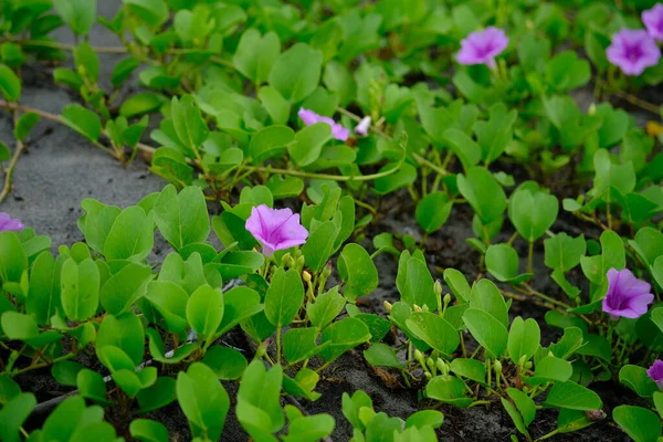 Ipomoea pes-caprae, also known as bayhops, bay-hops, beach morning glory or goat's foot