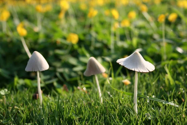 beautiful white mushrooms in nature 