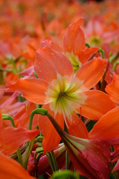 hand holding a lens ball in which a beautiful orange amaryllis flowers garden reflects. Lens balls made of glass are one of the properties in photography that can create beautiful images.