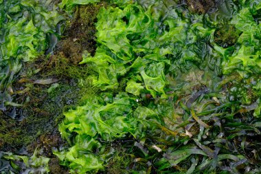 Seaweed is one of the biological resources found in coastal and marine areas. Algae. This sea weed can be used as a raw material for gelatin.