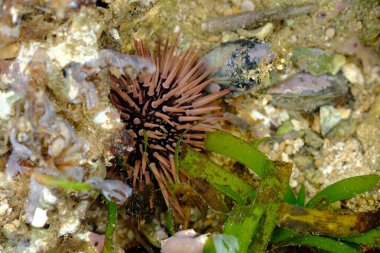 close up of underwater plants and animal in the water