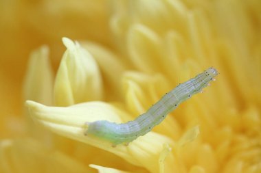 close up of the caterpillar above the yellow flower