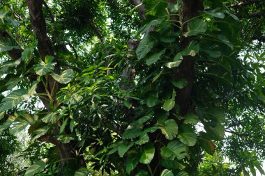 a closeup shot of green trees in the park