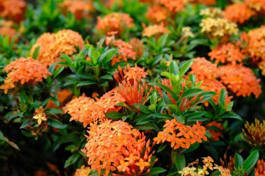 Bahçedeki güzel kırmızı çiçekleri kapat.