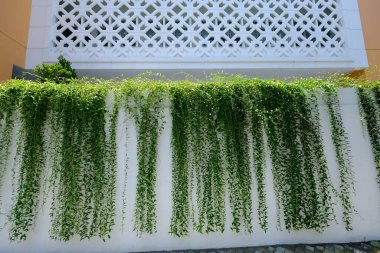 Vernonia elliptica. Vines that become ornamental plants in buildings and houses.