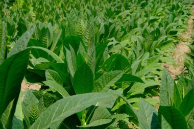 Field of green tobacco plants