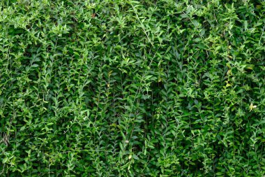 Yeşil bitki doku arka plan