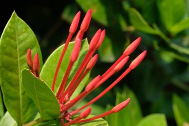 Güzel botanik fotoğrafı, doğal duvar kağıdı.
