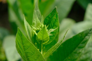 Bahçedeki bir bitkinin yeşil yaprakları