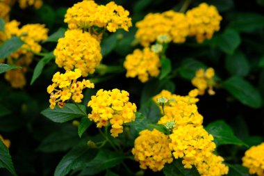 Bahçedeki güzel sarı çiçekler