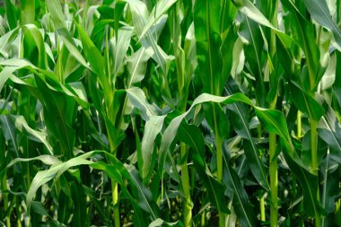 green corn plants in a field