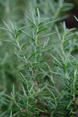 green rosemary in the garden