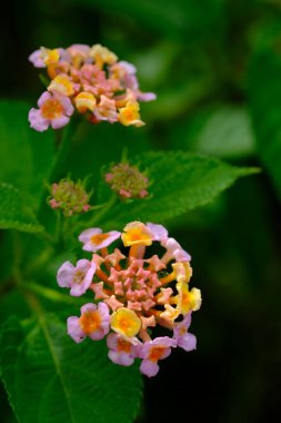 Bahçedeki güzel çiçekler