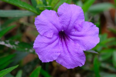 Bahçedeki güzel mor çiçek