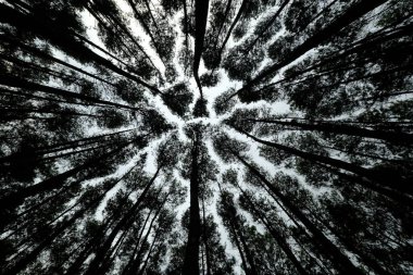 Pine trees silhouettes, low angle. homogeneous forest. A pine is any conifer in the genus Pinus of the family Pinaceae. Pinus is the sole genus in the subfamily Pinoideae. 