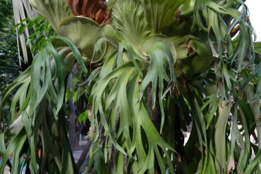 Platycerium bifurcatum plant clinging to the tree
