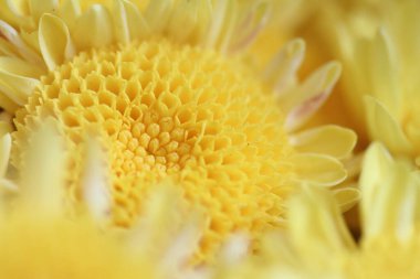 close up of yellow flower petals, floral background 