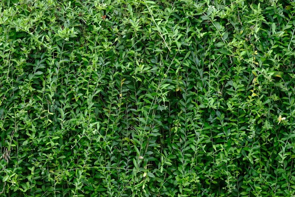 green plant texture background
