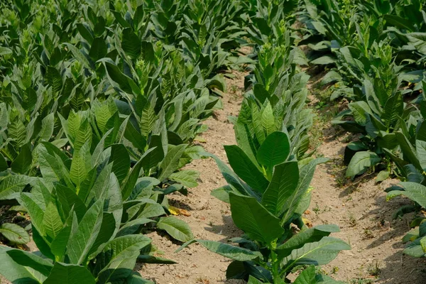 Field of green tobacco plants