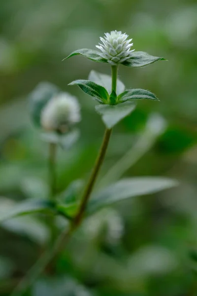 Yabani otları kapatın. Alternanthera Philoxeroides, yerde yabani çalılar büyüdükçe timsah otlarıdır. Bu resim arkaplan veya duvar kağıdı için uygundur. makro fotoğrafçılık. yabani ot çiçekleri.