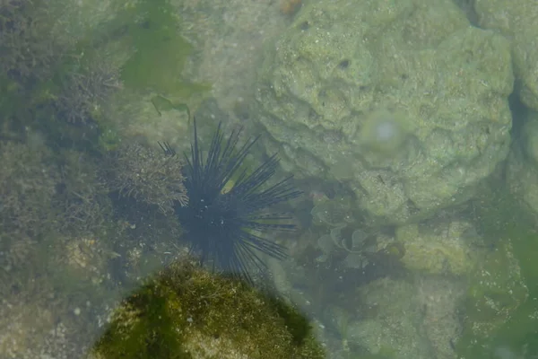 close up of underwater plants and animal in the water