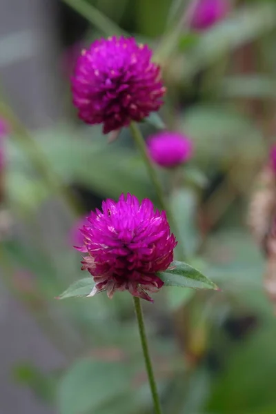 Knob flowers garden. Gomphrena globosa. This plant is an annual herb, and is generally used as an ornamental plant and can be used as a flower tea. Selective focus. Bunga kenop. Edible flowers