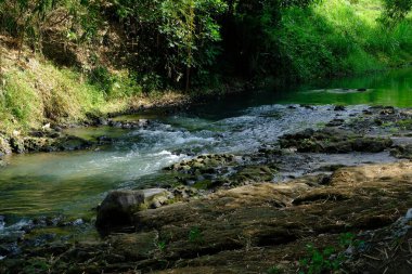 beautiful mountain river among forest